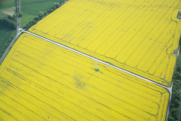 Image showing Rape Field