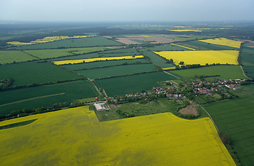 Image showing Rape Field