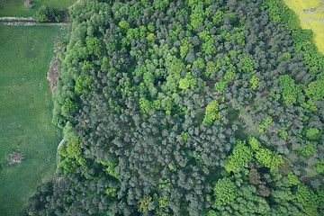 Image showing Forest, Brandenburg, Germany