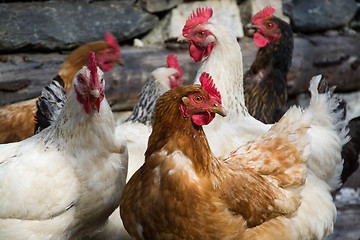 Image showing Free Range Chicken