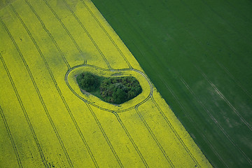 Image showing Rape Field