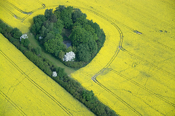 Image showing Rape Field