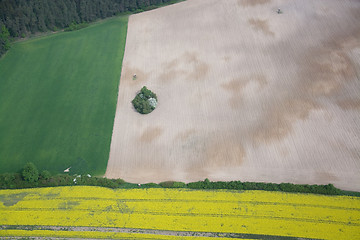 Image showing Rape Field