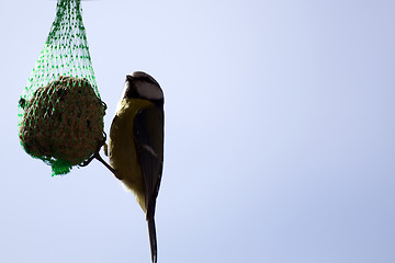 Image showing Tomtit