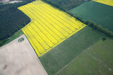 Image showing Rape Field