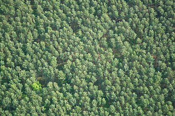 Image showing Forest, Brandenburg, Germany