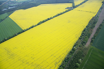 Image showing Rape Field