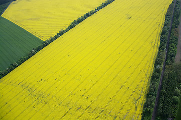 Image showing Rape Field