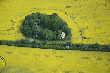 Image showing Rape Field