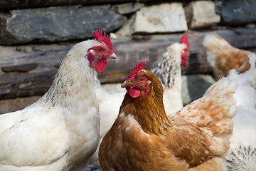 Image showing Free Range Chicken