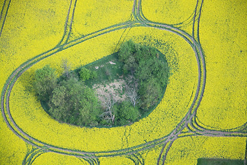 Image showing Rape Field