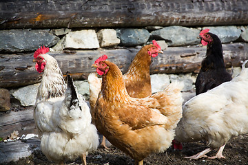 Image showing Free Range Chicken