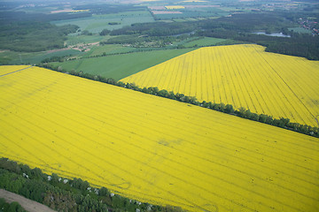 Image showing Rape Field