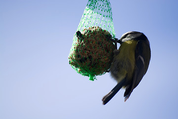 Image showing Tomtit