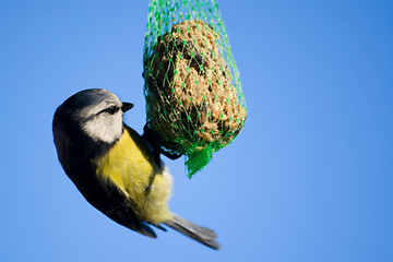 Image showing Tomtit