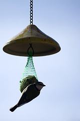 Image showing Tomtit