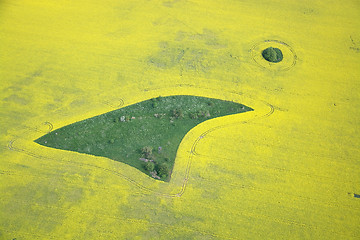 Image showing Rape Field