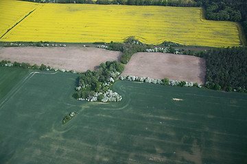 Image showing Rape Field