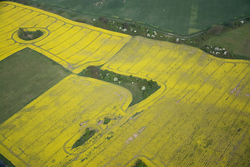 Image showing Rape Field