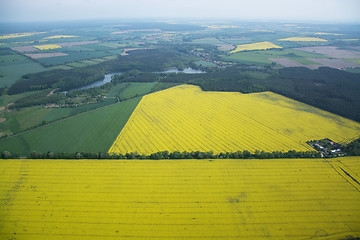 Image showing Rape Field