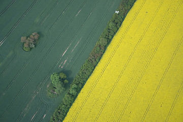 Image showing Rape Field