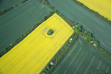 Image showing Rape Field