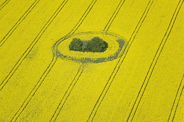 Image showing Rape Field