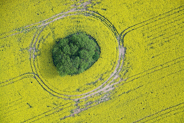 Image showing Rape Field