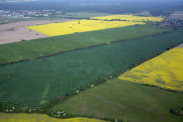 Image showing Rape Field