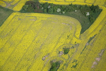 Image showing Rape Field