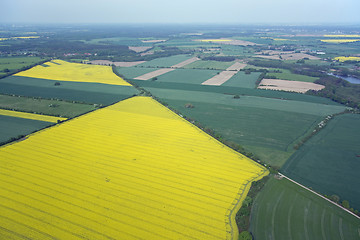 Image showing Rape Field