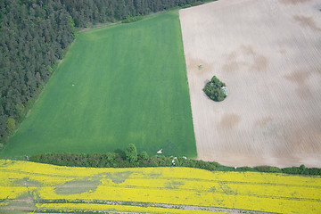 Image showing Rape Field