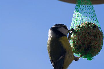 Image showing Tomtit