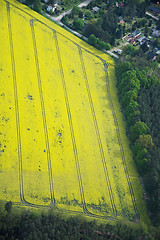 Image showing Rape Field