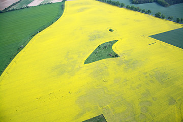 Image showing Rape Field