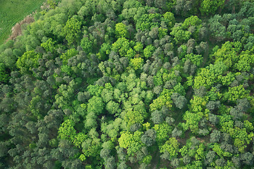 Image showing Forest, Brandenburg, Germany