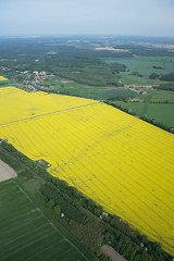Image showing Rape Field