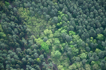 Image showing Forest, Brandenburg, Germany