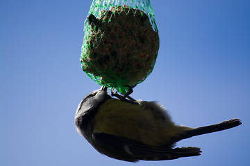 Image showing Tomtit