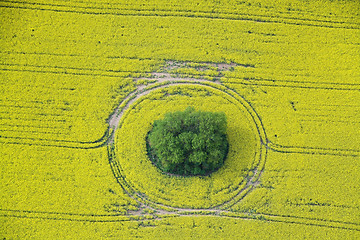 Image showing Rape Field