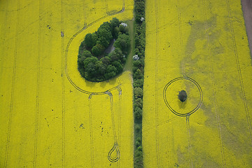 Image showing Rape Field