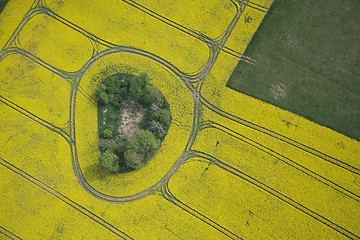 Image showing Rape Field