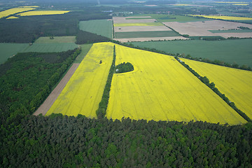 Image showing Rape Field