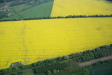 Image showing Rape Field