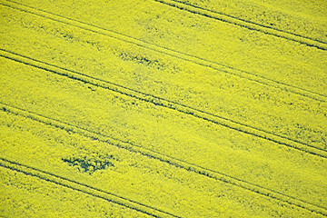 Image showing Rape Field