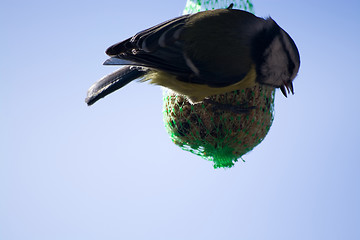 Image showing Tomtit