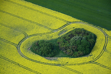 Image showing Rape Field