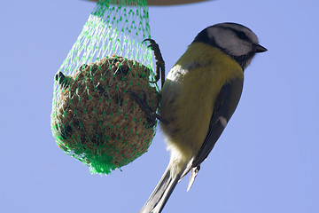 Image showing Tomtit