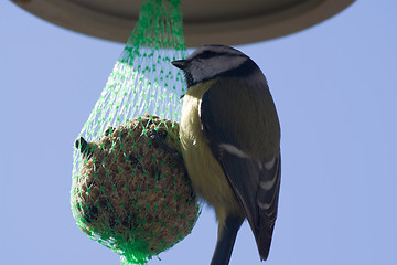 Image showing Tomtit