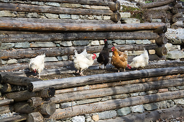 Image showing Free Range Chicken